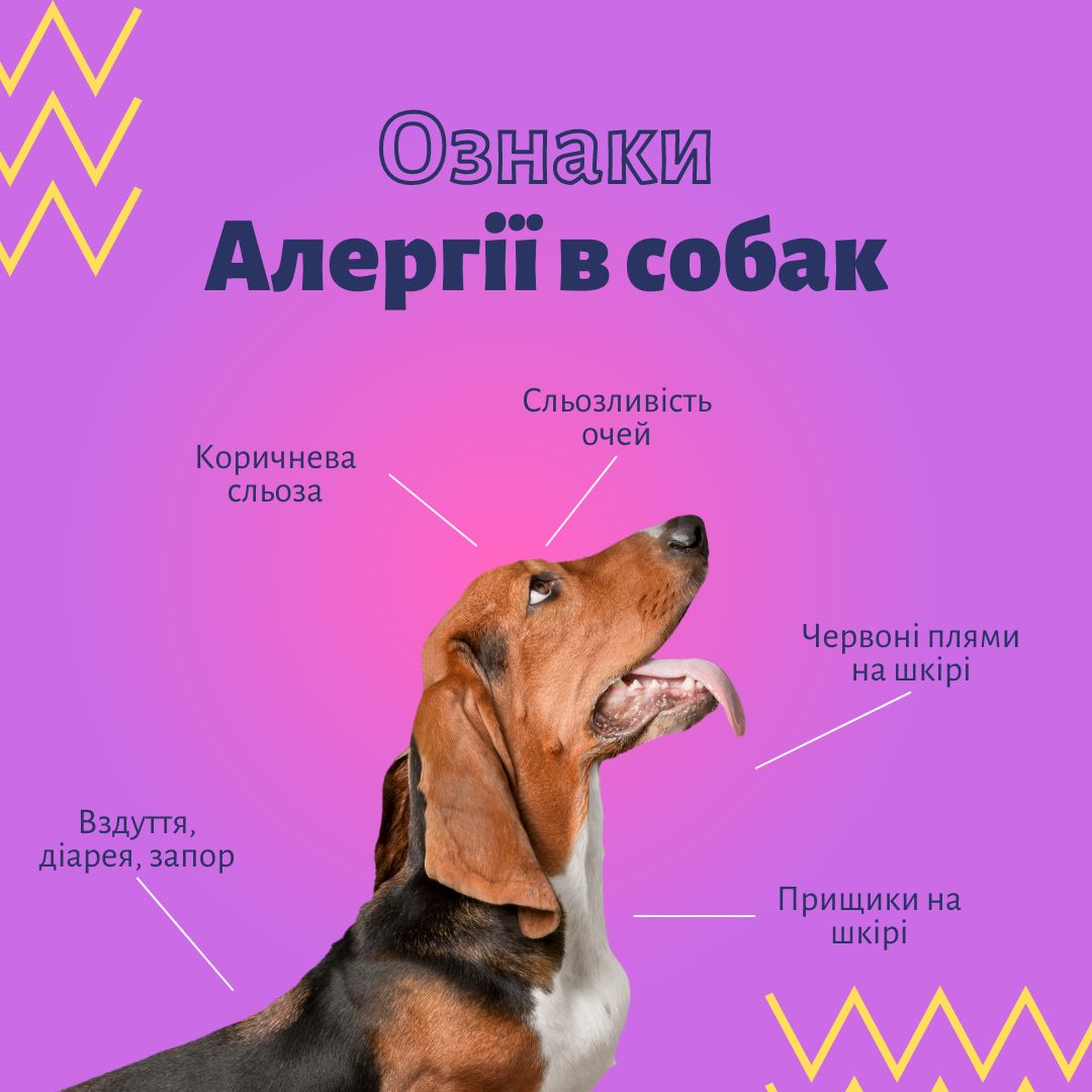 Ознаки алергії в собак